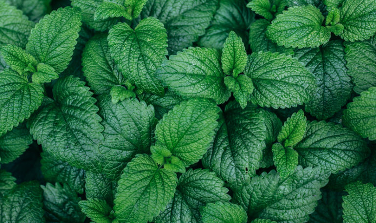 Why Incorporating Herbs Into Daily Life Is Magical Mindbodygreen